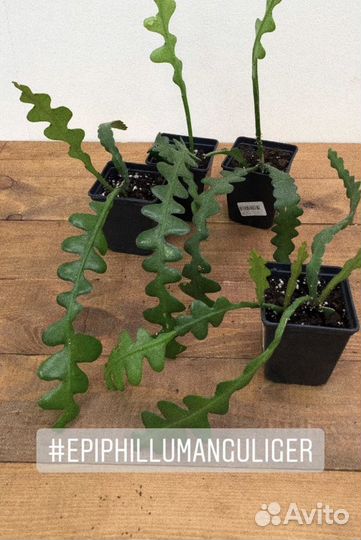 Лесной кактус эпифиллум ангулигер