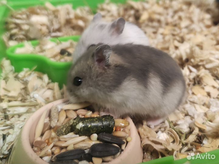 Хомячки Кэмпбелла