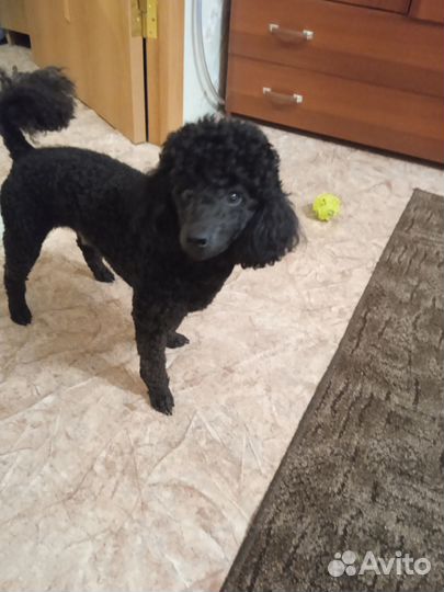 Ищем девочку для вязки, той пудель