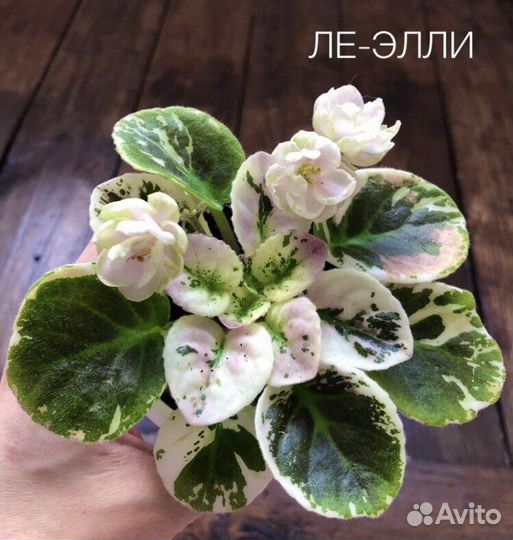 Черенки Фиалок