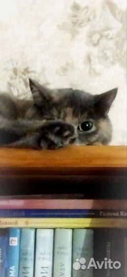 Кошка в дар бесплатно