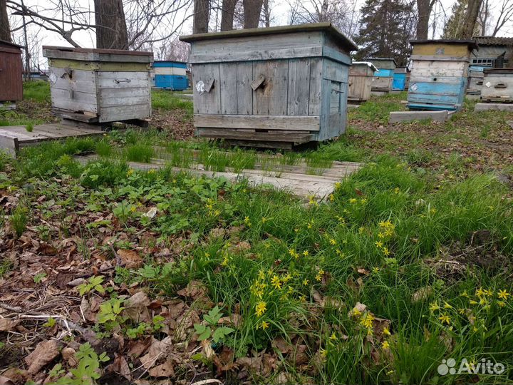 Продам пчелосемьи средне-русской породы