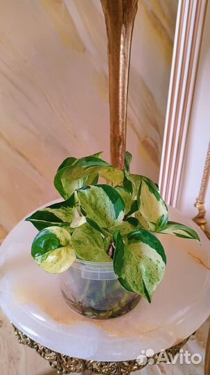 Сциндапсус Зелёное яблоко