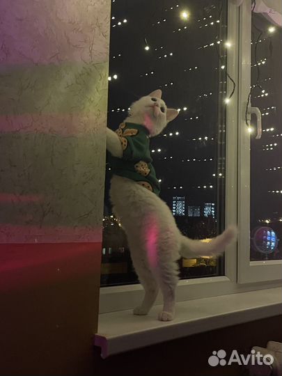 Котенок Донской сфинкс браш