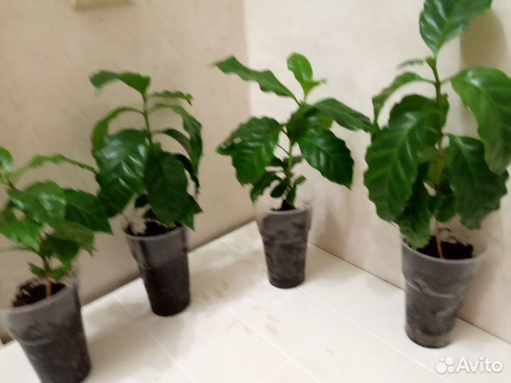 Кофе Арабика растение