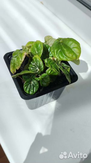 Пеперомия лилиан