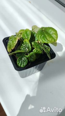 Пеперомия лилиан