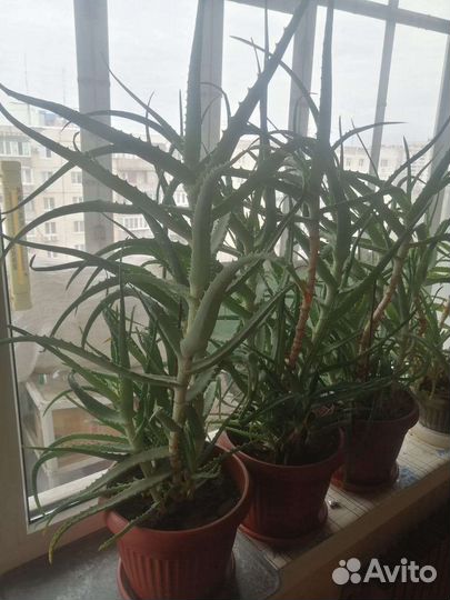 Алоэ лечебный