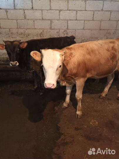 Телята бычки