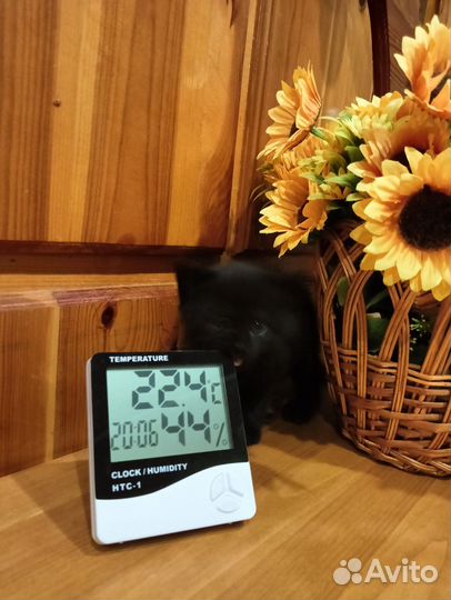 Котенок в добрые руки