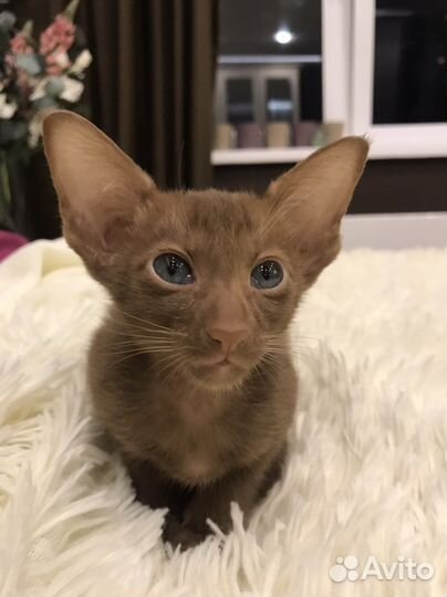 Циннамончики