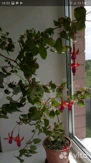 Фуксия укоренённые отростки