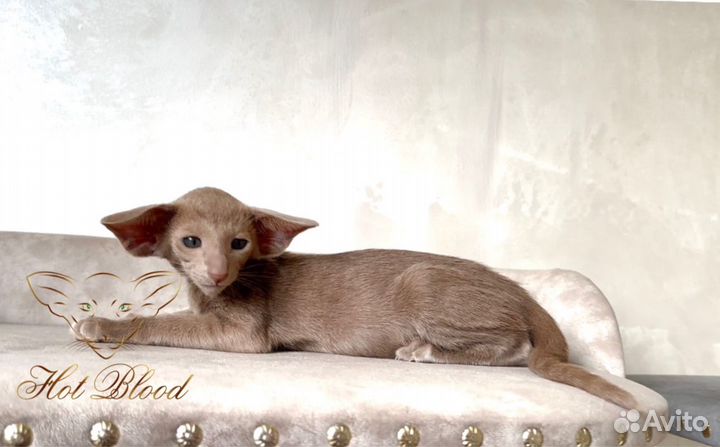 Ориентальная фавн экстрим