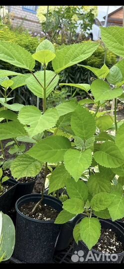 Гортензия древовидная Анабель