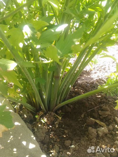 Мята, Мелисса, Любисток