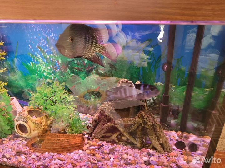 Аквариумные рыбки