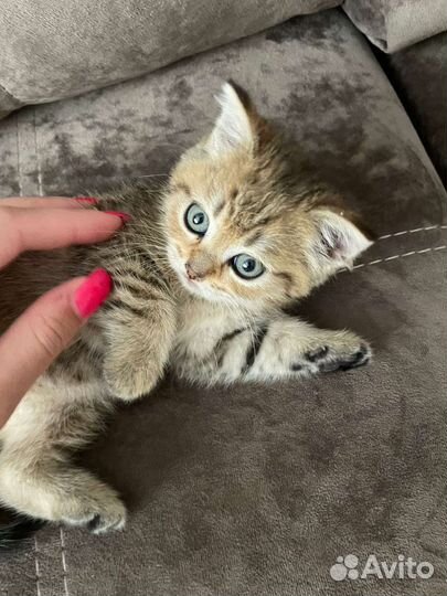 Шотландская кошка