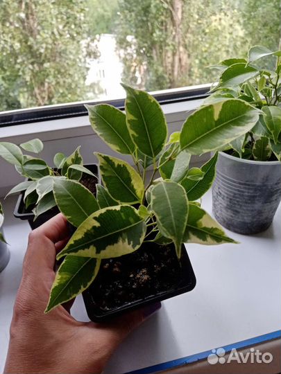 Фикус,гипоэстес,эписции,эониум,юкка, аихризор