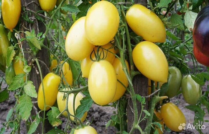 Семена лучших жёлтых сортовых томатов