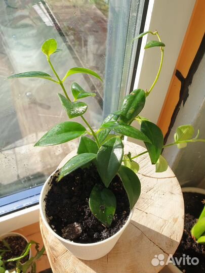 Эхинантус комнатное растение