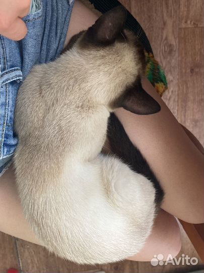 Сиамский котенок