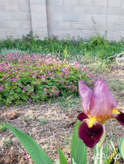 Герань садовая