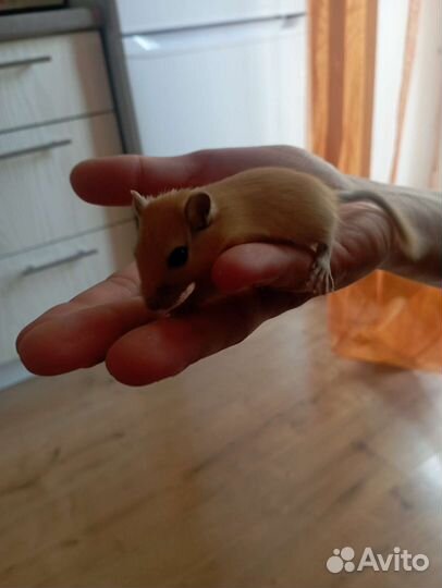 Монгольская песчанка