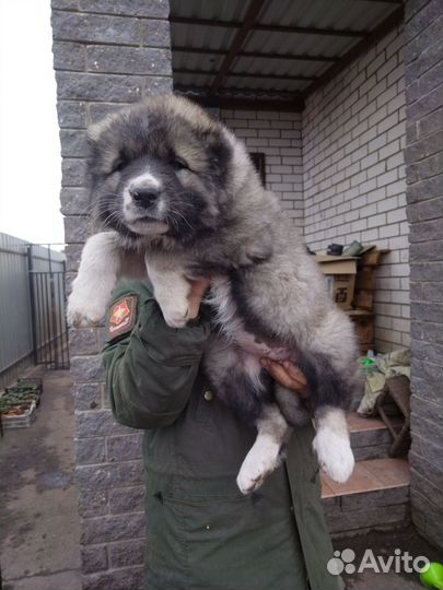 Кавказская овчарка