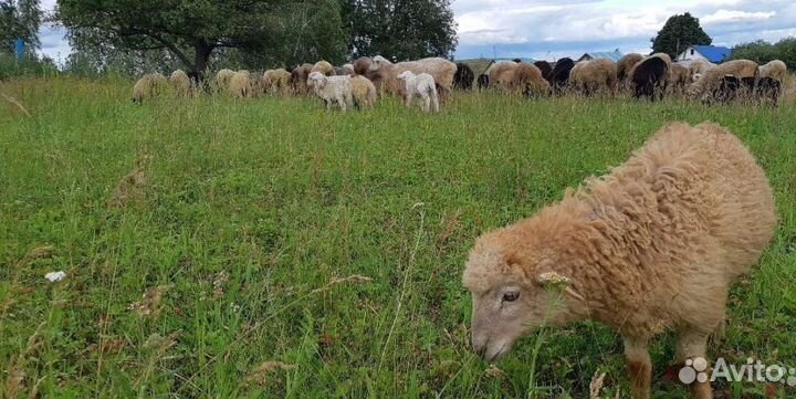 Ярки на племя