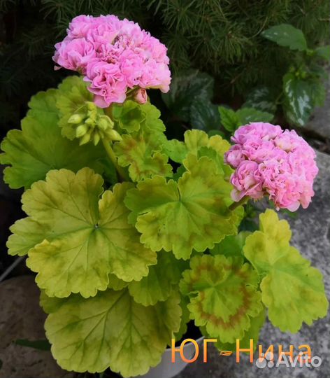 Пеларгония герань