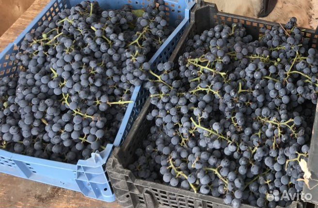 Винный виноград изабелла