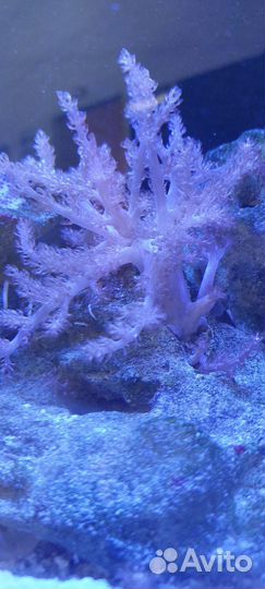 Морские кораллы