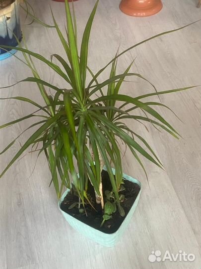 Пальма драцена цветок