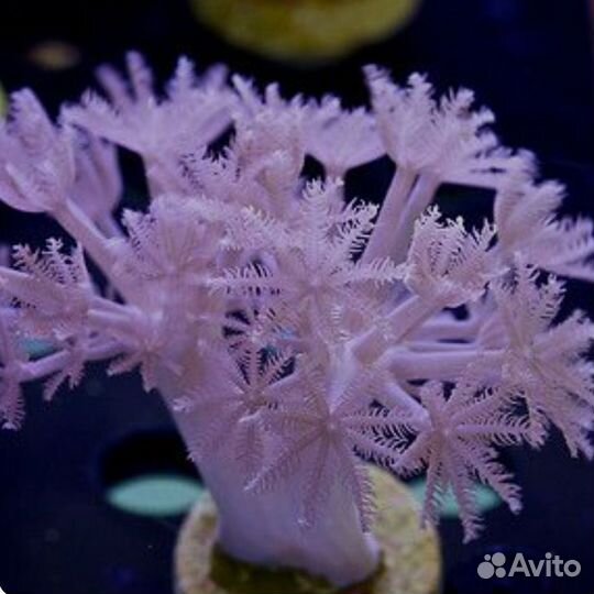 Морские кораллы