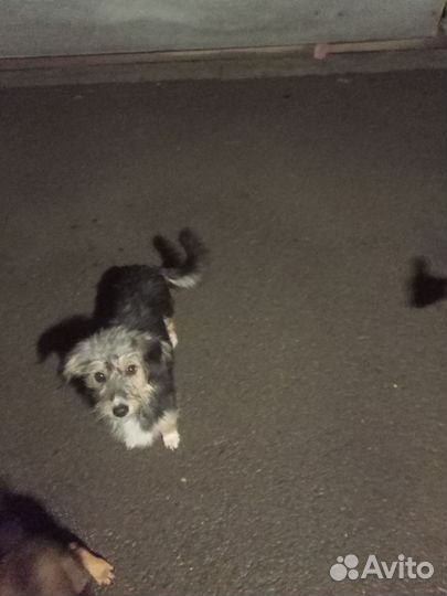 Собака в добрые руки