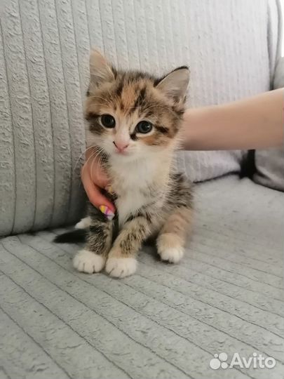Отдам в добрые руки