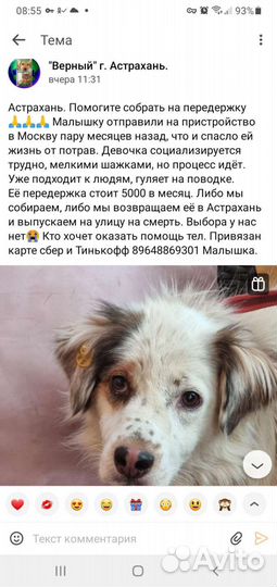 Маленькая стерилизованная собачка нуждается в Вас