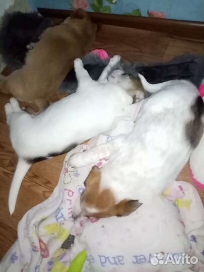 Щенок в дар. Девочка- крупняшка. 5 месяцев