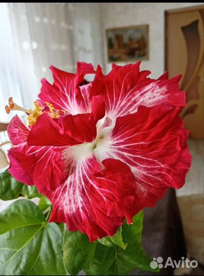 Гибискус комнатный сортовой