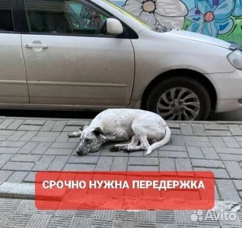 Собака в добрые руки