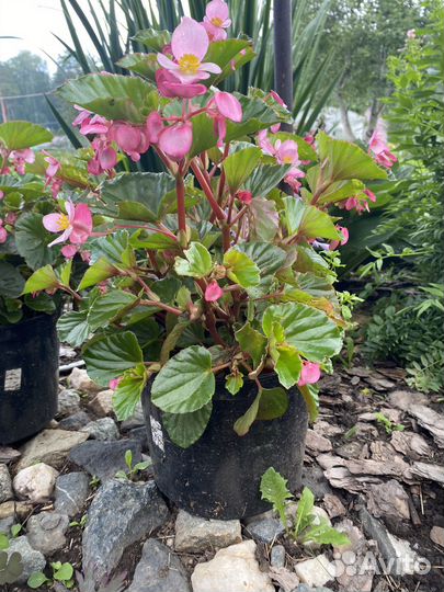 Бегония вечноцветущая