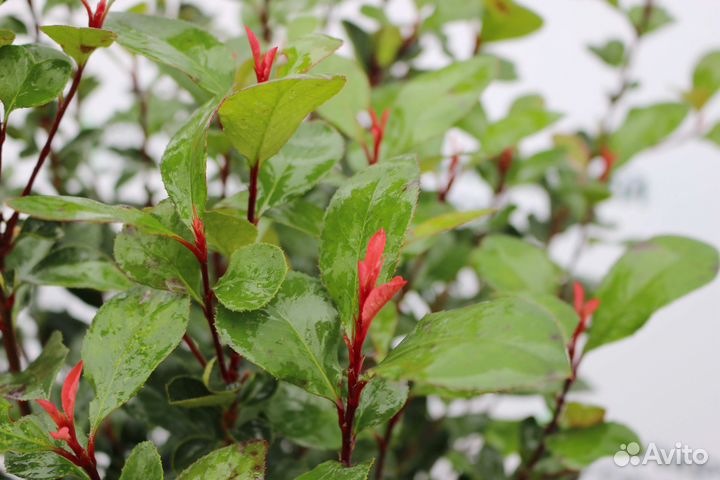 Фотиния Литл Ред Робин (нана)