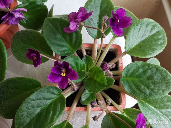 Фиалки в горшках