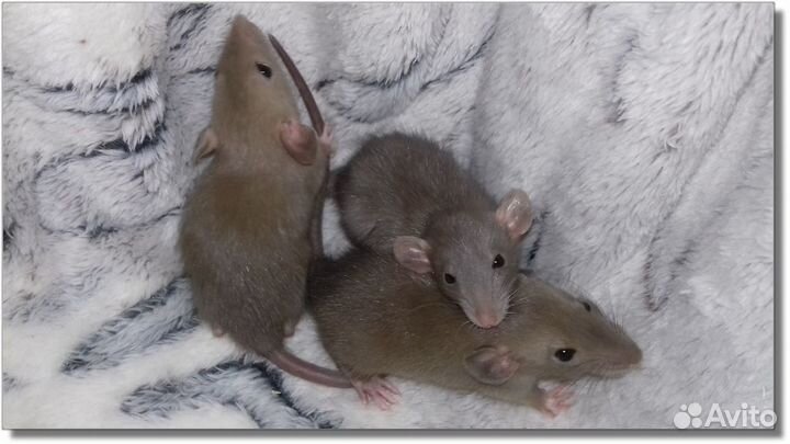 Крысята Дамбо. Крысы насыщенный шоколад и серебрис