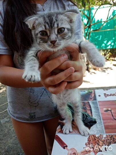 Отдам в добрые руки