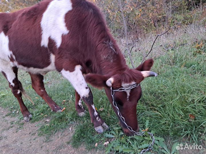 Тёлочка не для мяса