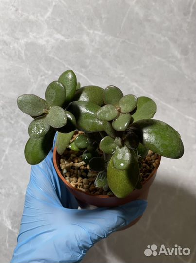 Crassula Ovata (Толстянка, Денежное дерево)