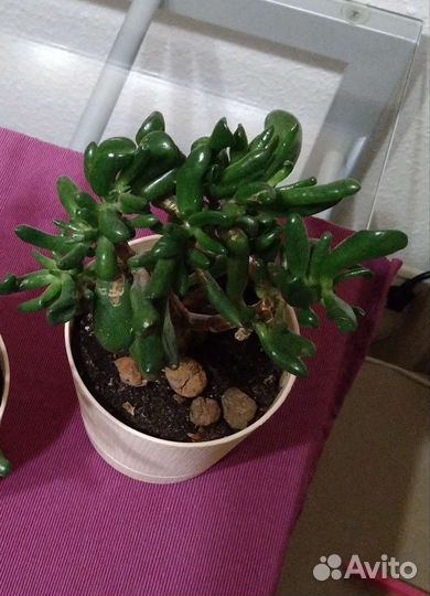 Толстянка Хоббит