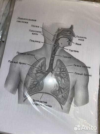 Конспекты егэ биология