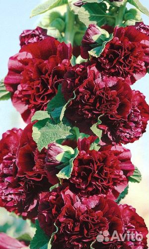 Штокроза семена